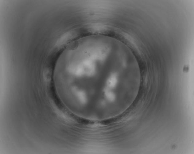 X0000095110695200712071217