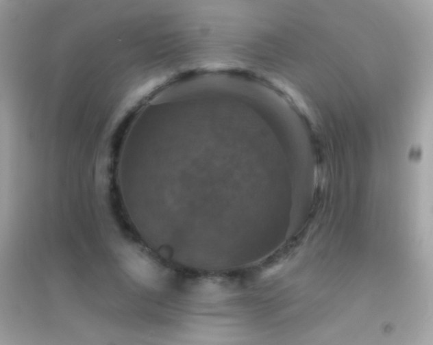 X0000095110736200712071217