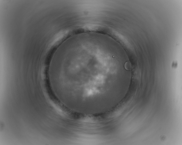 X0000095110738200712071217