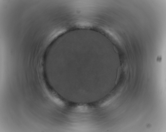 X0000095110744200712071217