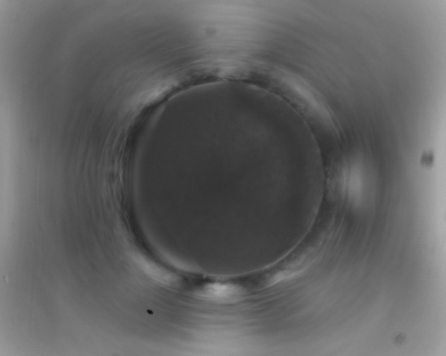 X0000095110748200712071217