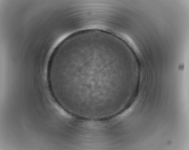 X0000095110780200712071216