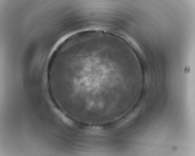 X0000095110784200712071216