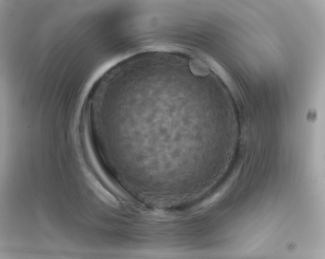 X0000095110787200712071216