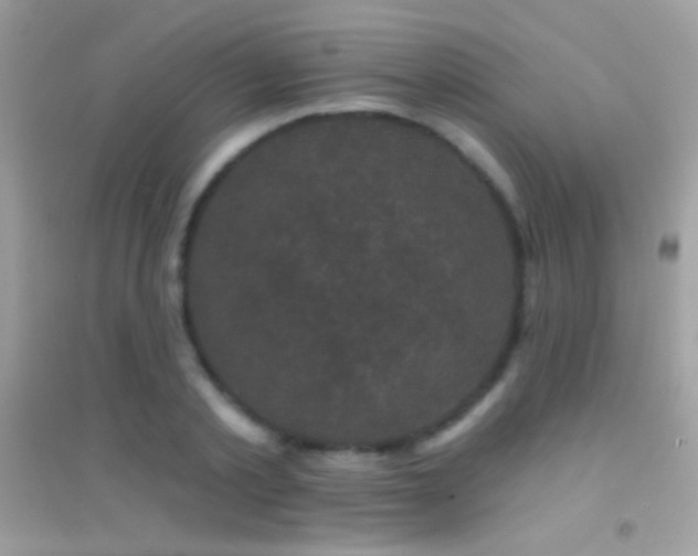 X0000095110789200712071216