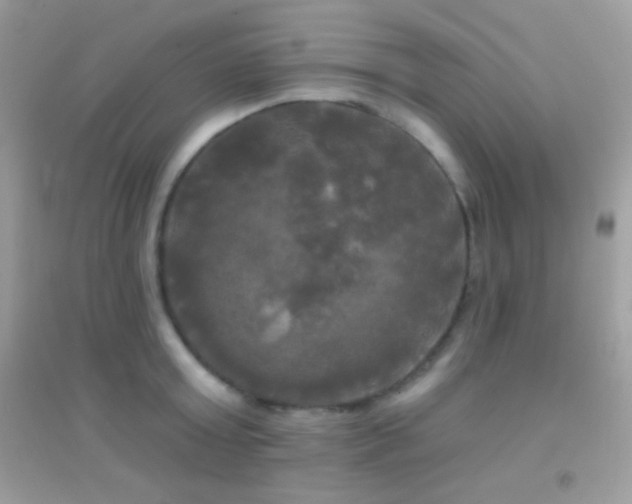 X0000095110803200712071216