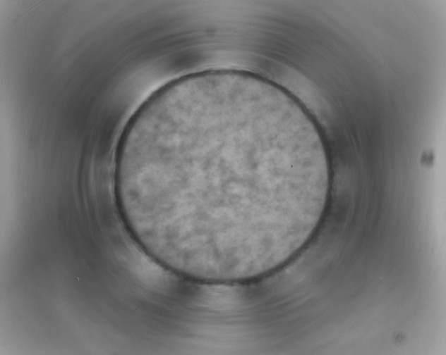 X0000095110836200712071215