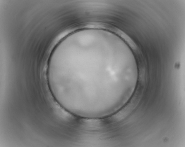 X0000095110856200712071215