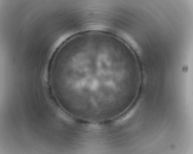 X0000095110883200712071215