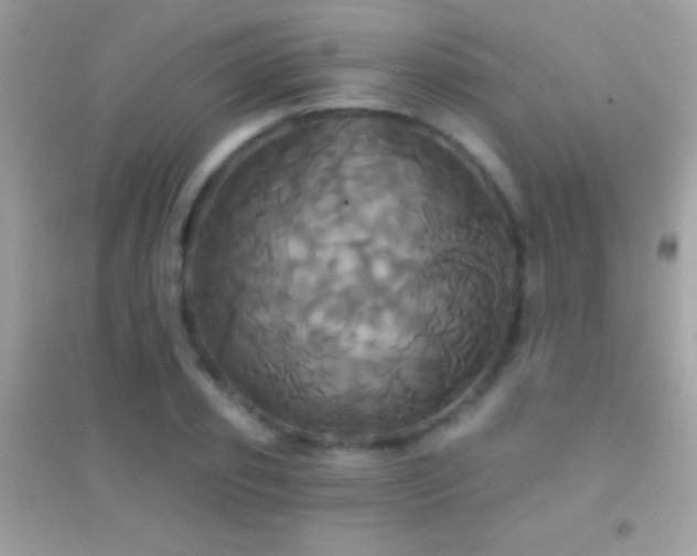 X0000095110933200712071214