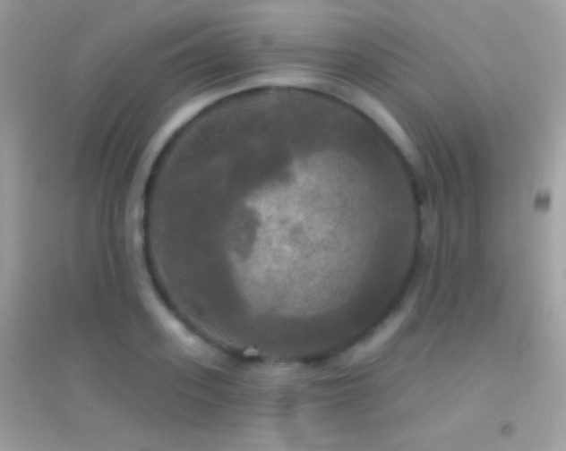 X0000095110939200712071214