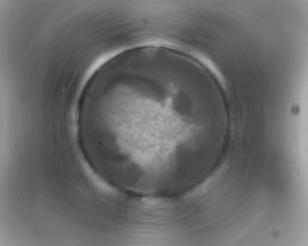 X0000095111032200712071212