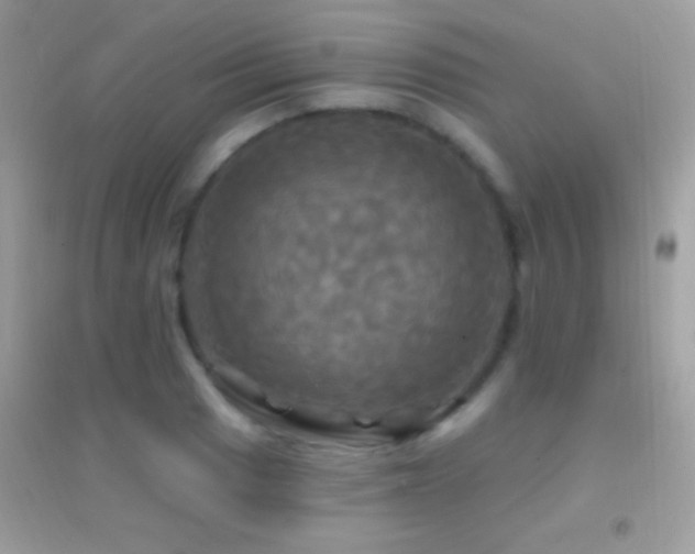 X0000095111033200712071212