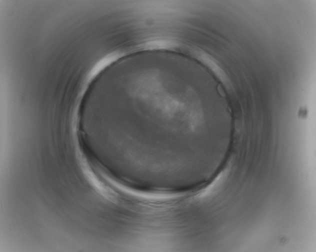 X0000095111034200712071212