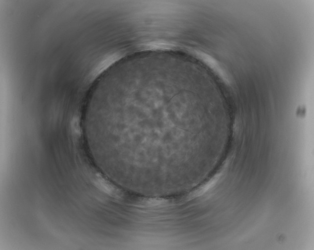 X0000095111209200712071209