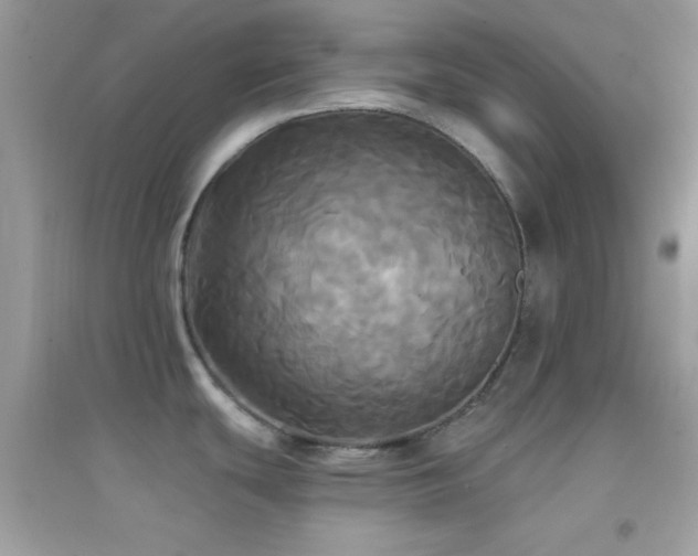 X0000095111439200712071207