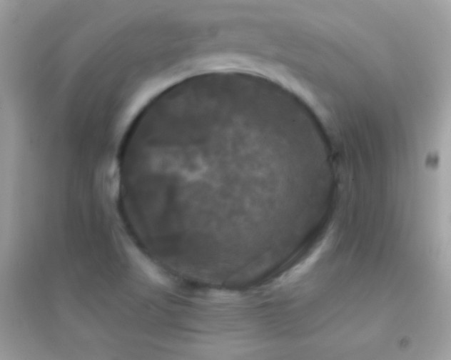 X0000095111509200712071205