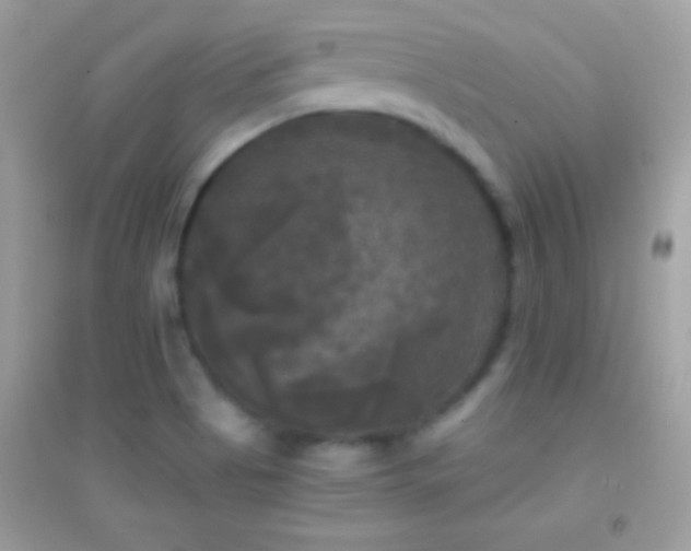 X0000095111513200712071205