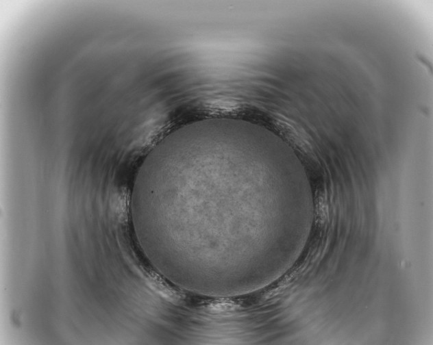 X0000095110468200712141156