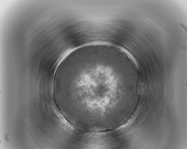 X0000095110860200712141150