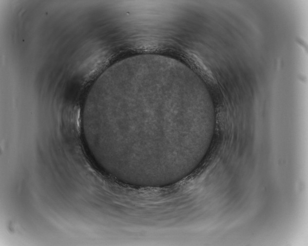 X0000095110024200712211331