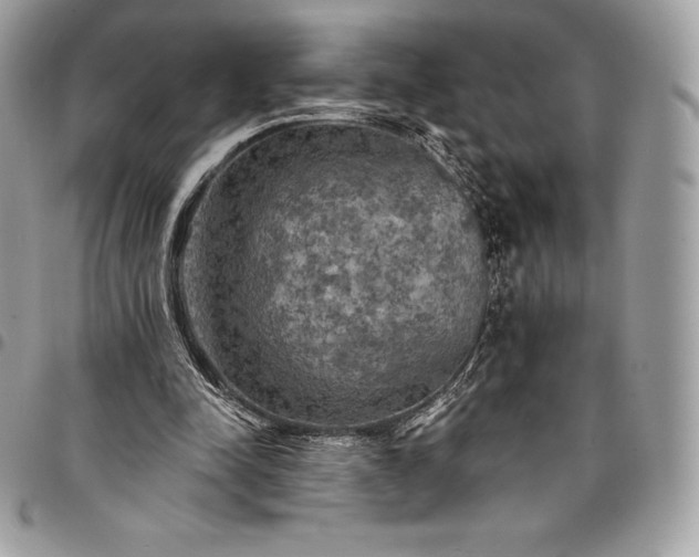 X0000095110342200712211325