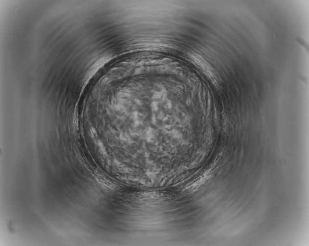 X0000095110883200712211318