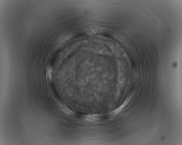 X0000095110094200712301747