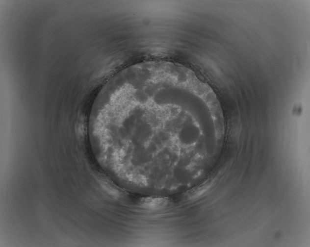 X0000095110135200712301745