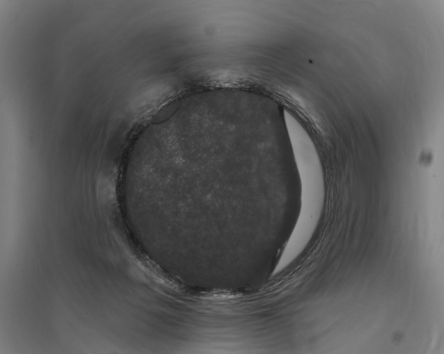 X0000095110217200712301744