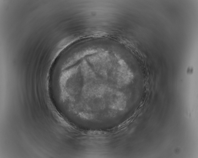 X0000095110242200712301743