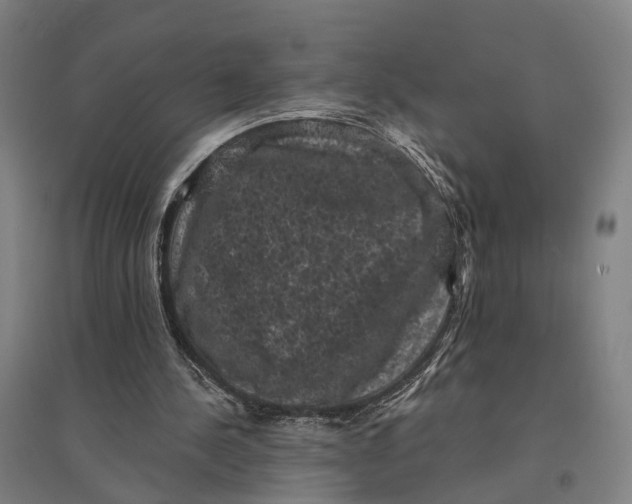 X0000095110244200712301743