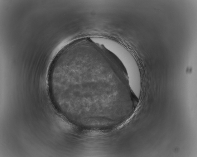 X0000095110246200712301743