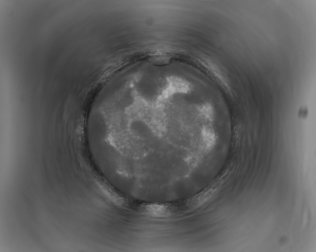 X0000095110265200712301744