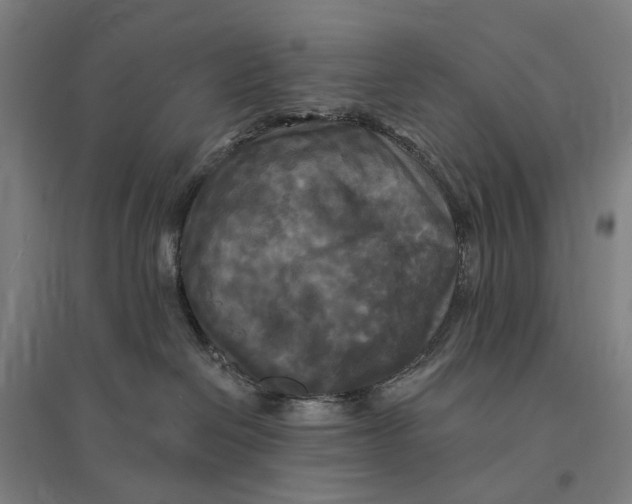 X0000095110286200712301744