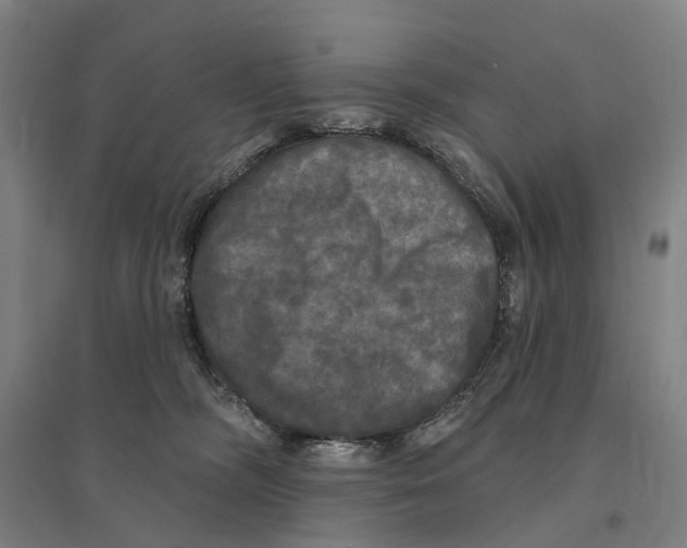 X0000095110326200712301743