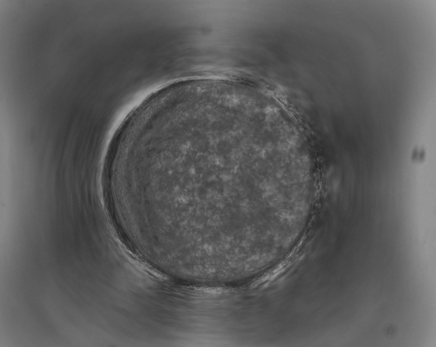 X0000095110342200712301742