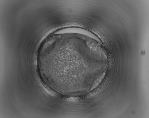 X0000095110350200712301742