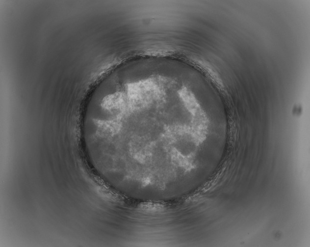 X0000095110354200712301742