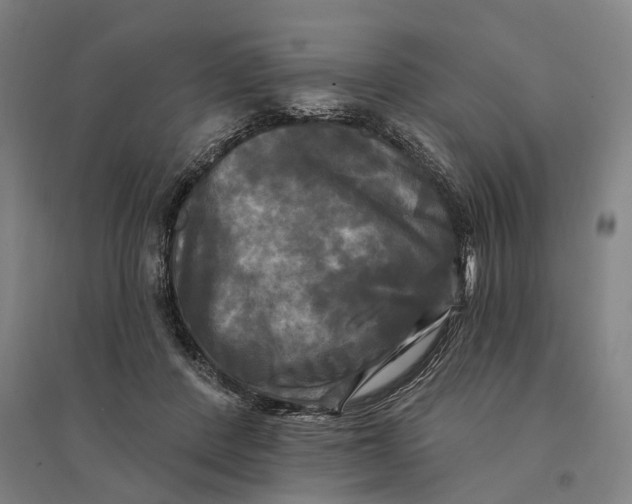 X0000095110408200712301741