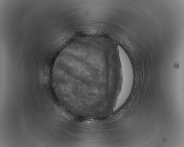 X0000095110416200712301741