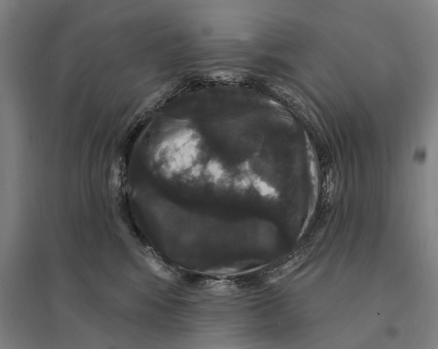 X0000095110424200712301741