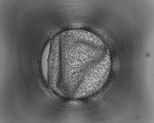 X0000095110455200712301740