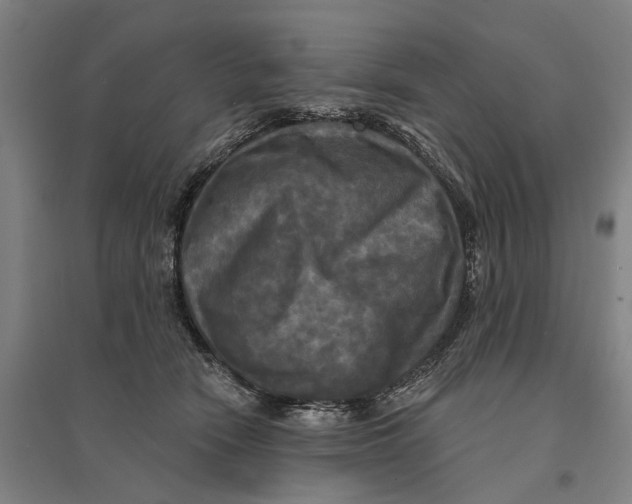 X0000095110466200712301741