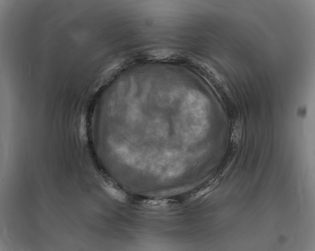 X0000095110524200712301739