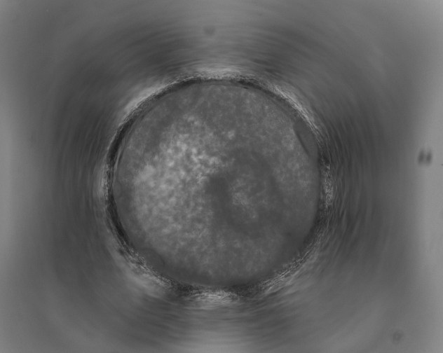 X0000095110583200712301738