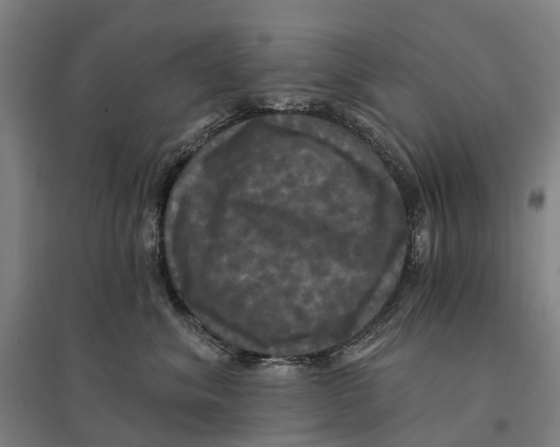 X0000095110620200712301738