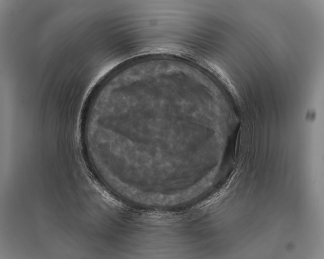 X0000095110780200712301735