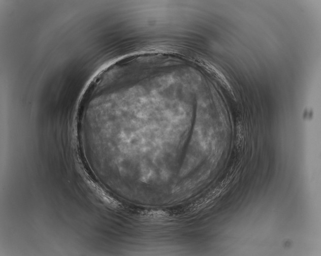 X0000095110784200712301735