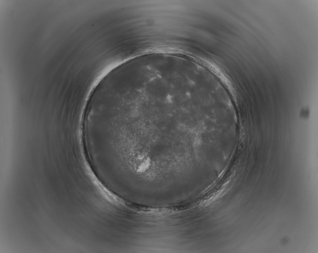 X0000095110803200712301735